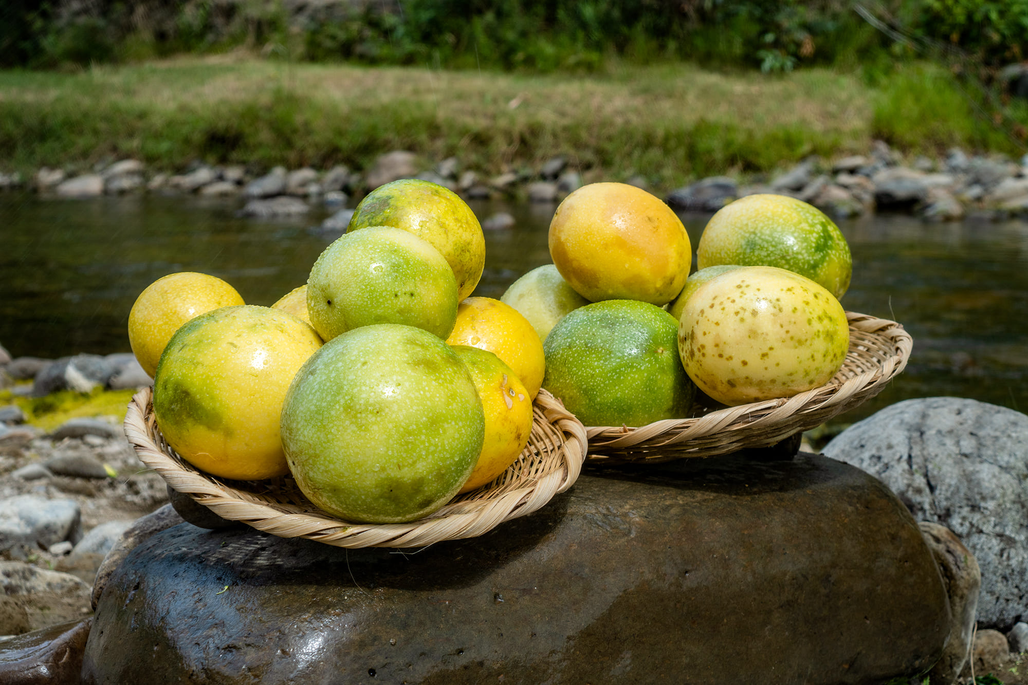 maracuya1