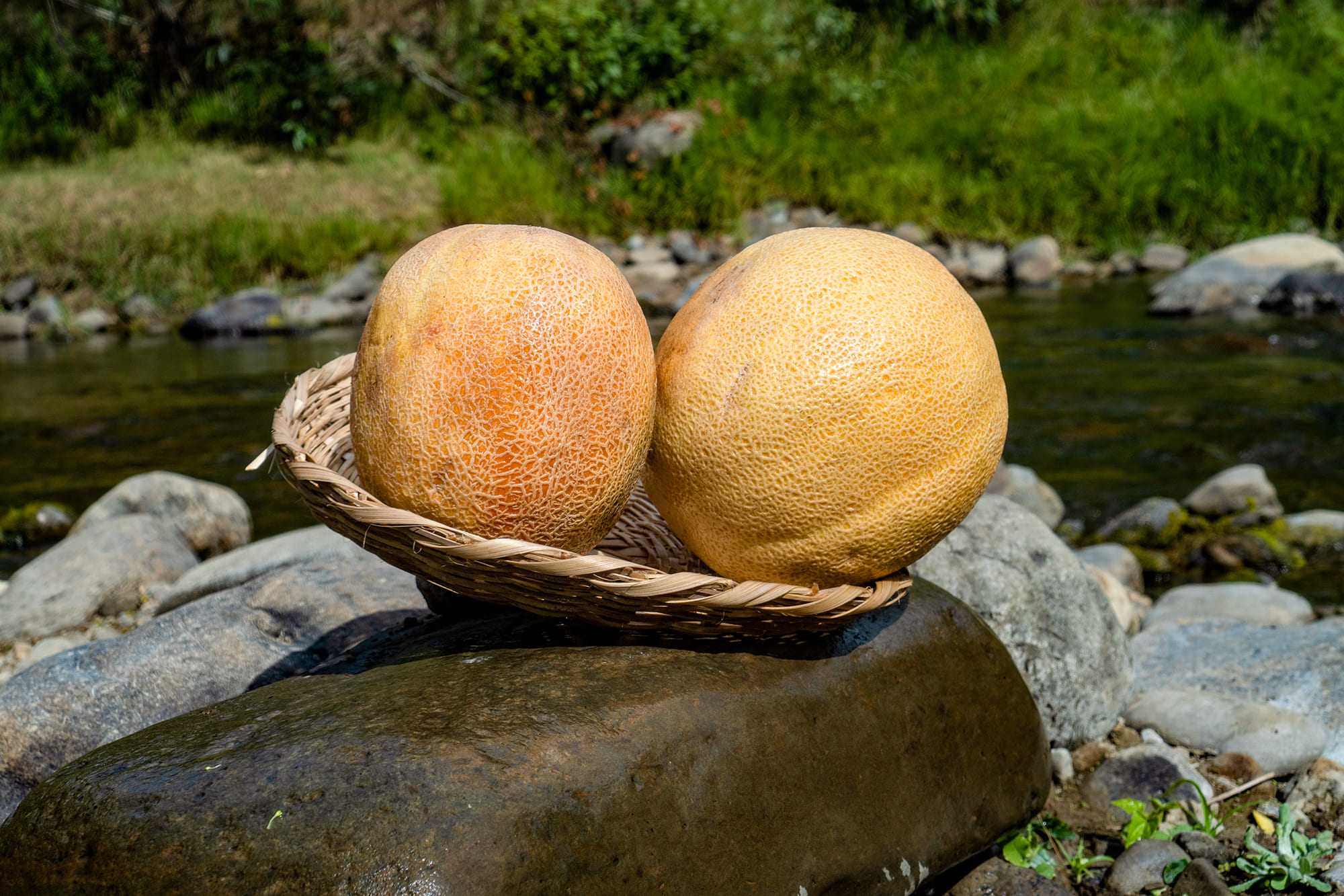melon2