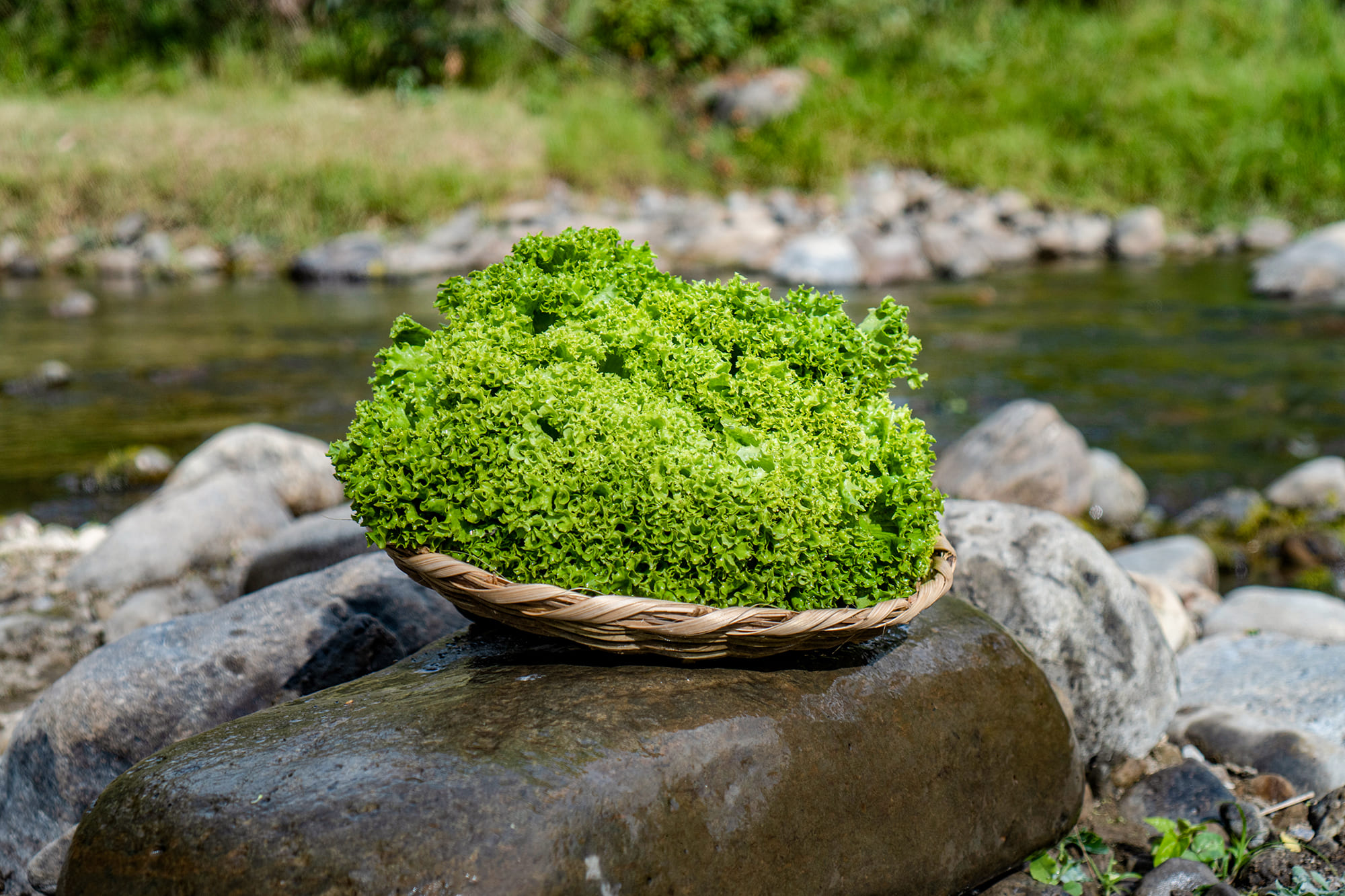 lechuga