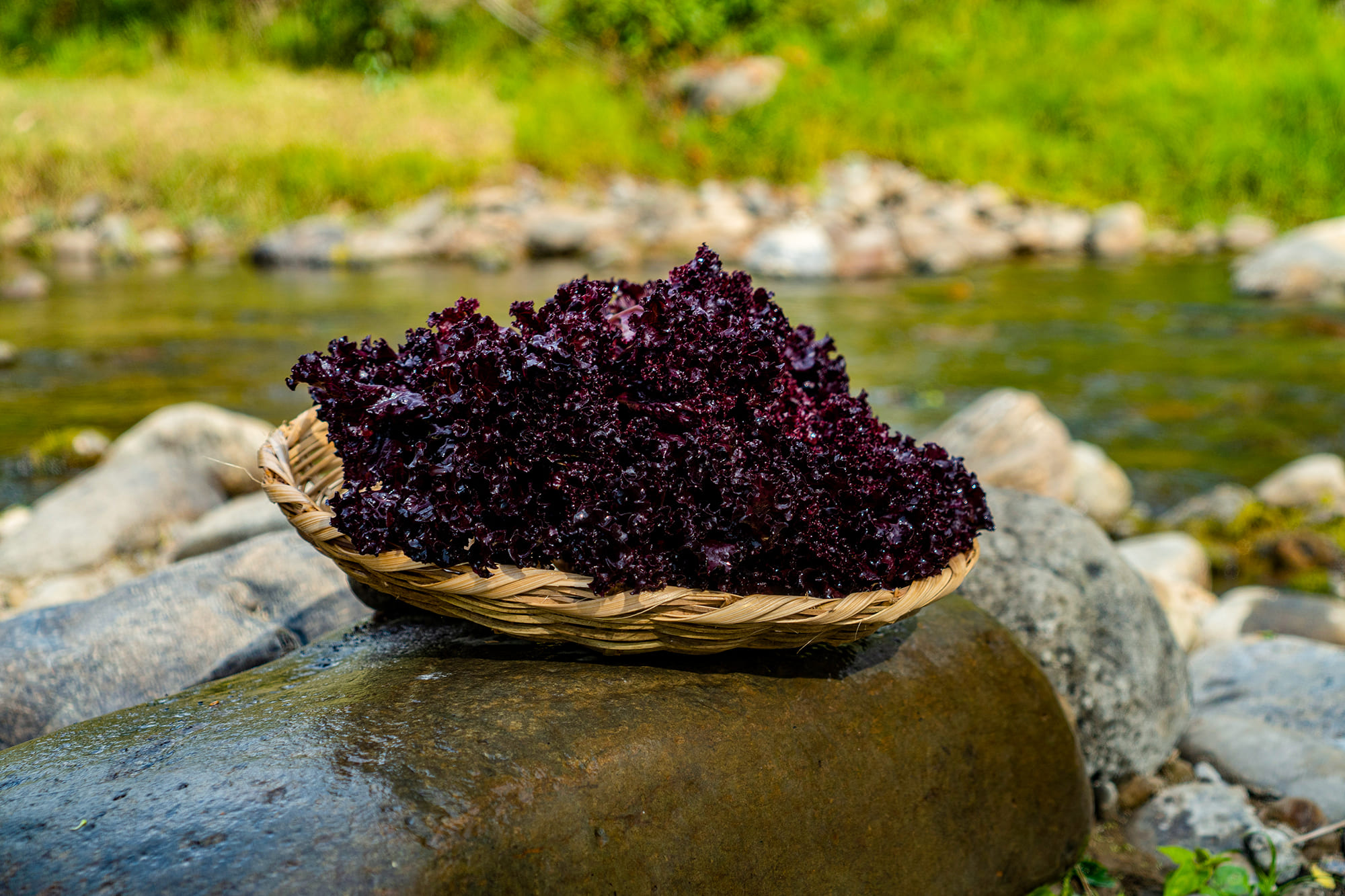 lechuga morada