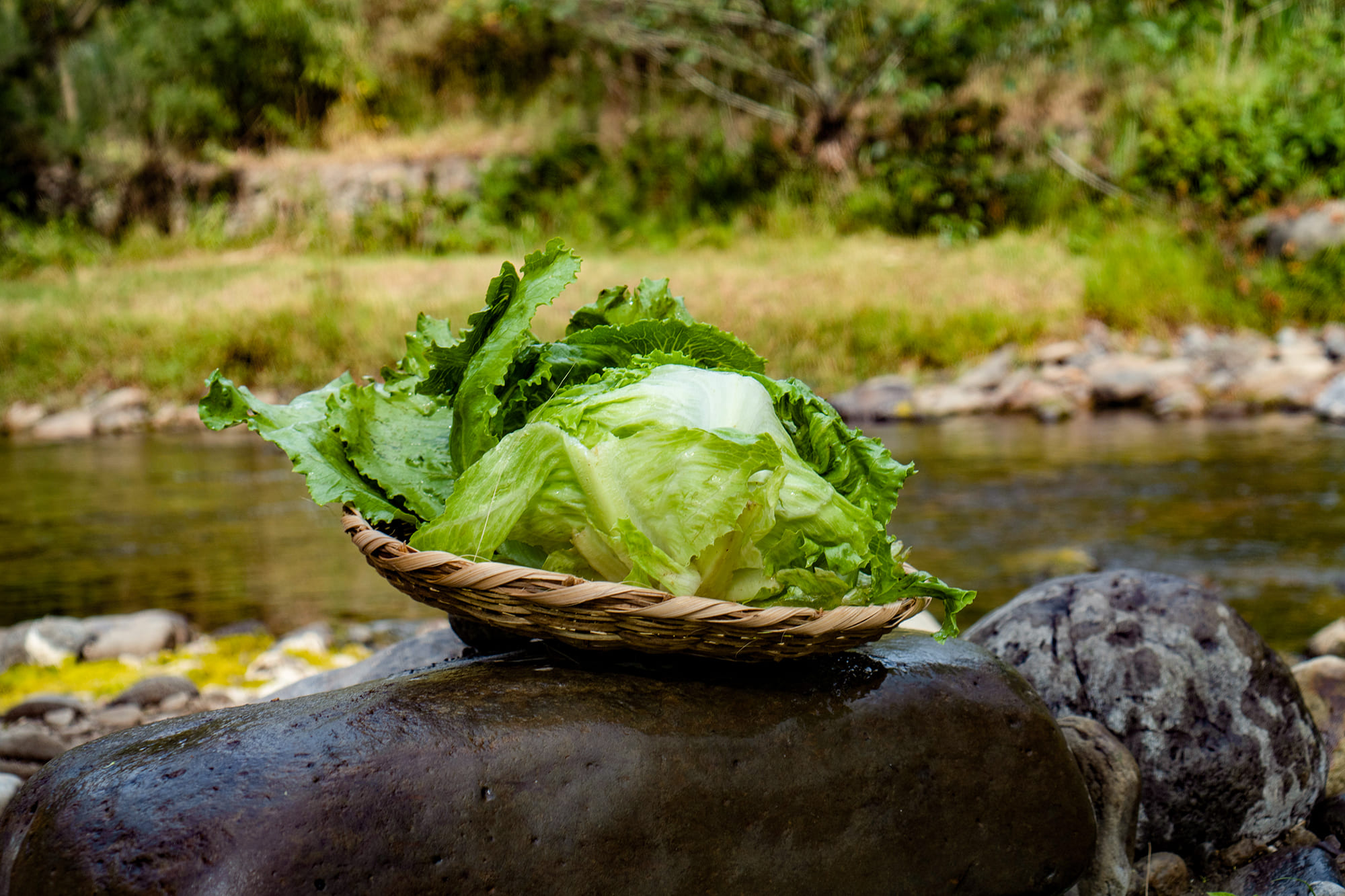 lechuga lisa
