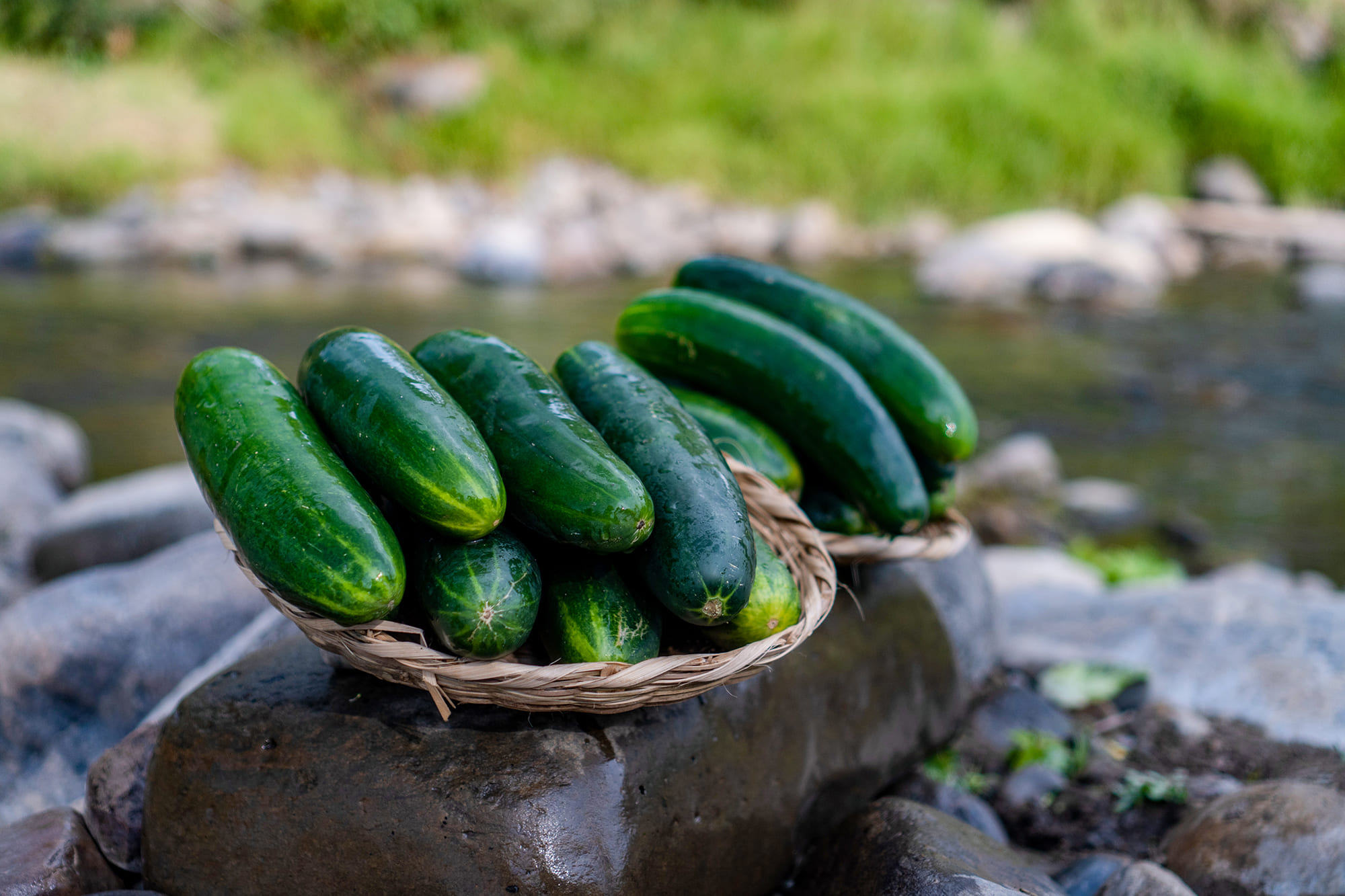 pepino2