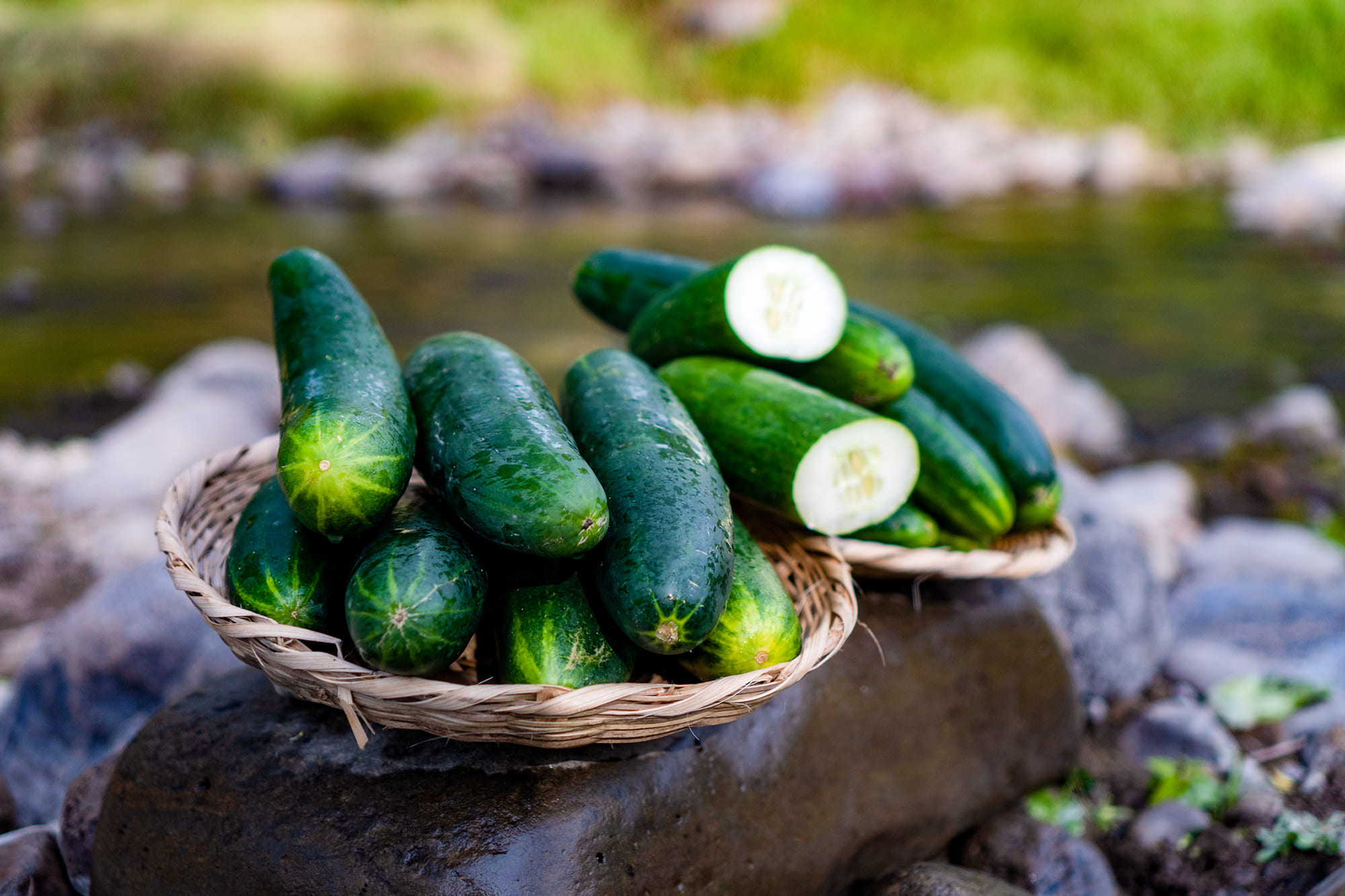 pepino1