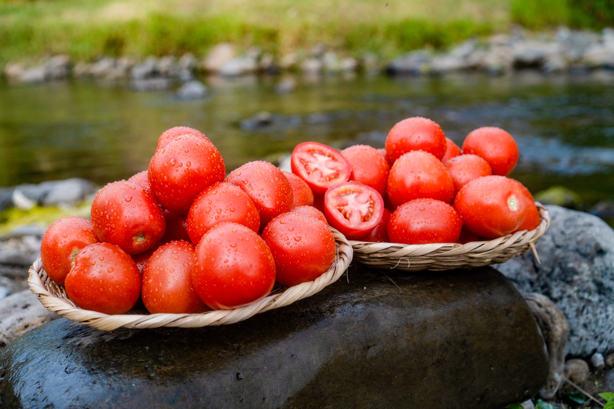 Tomate Chonto