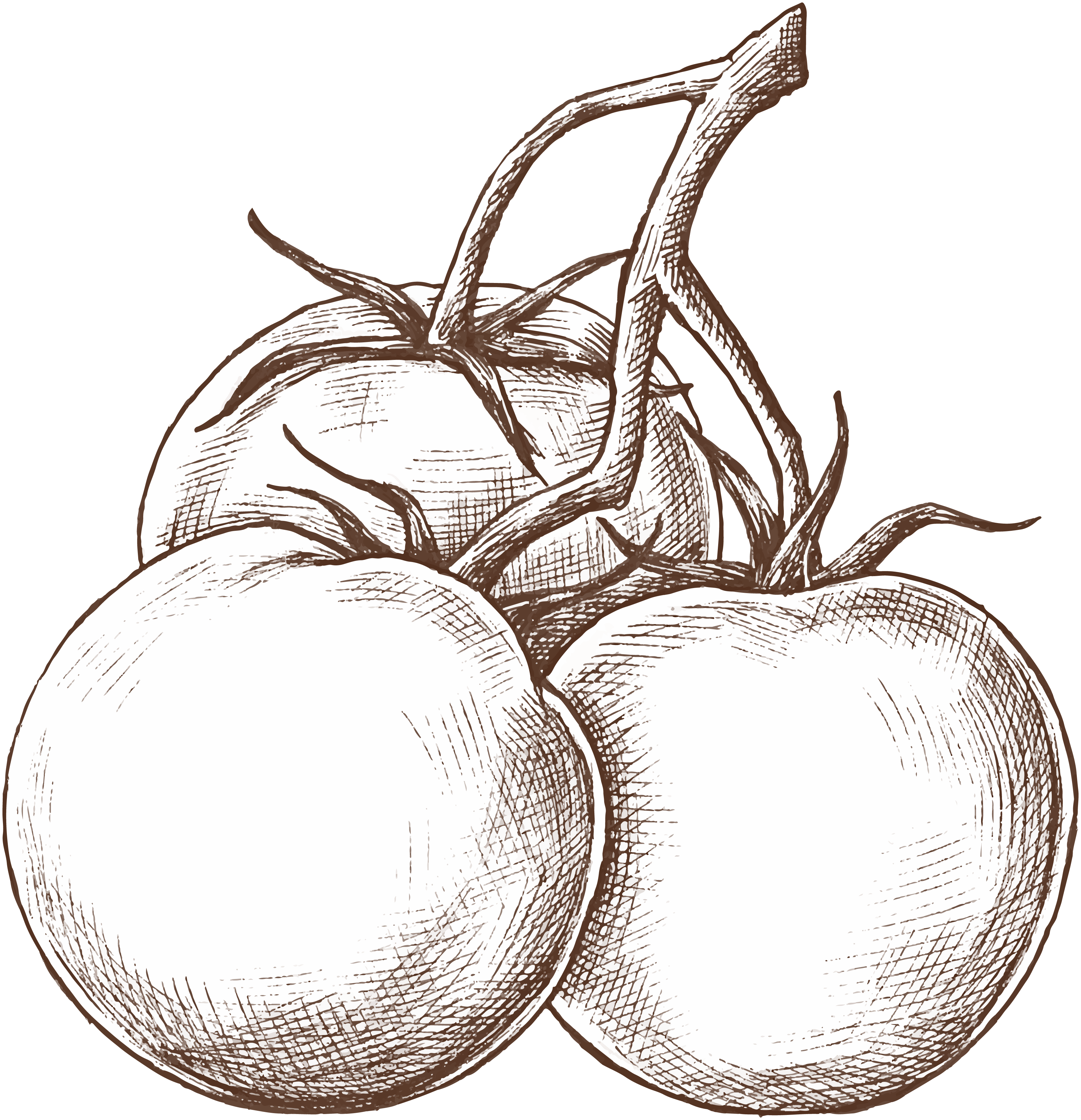 Silueta_tomate