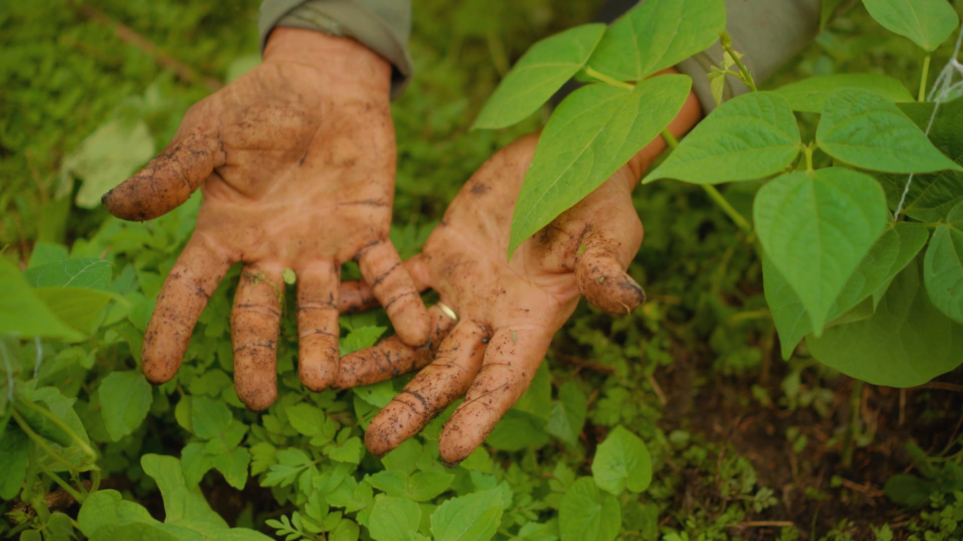 Agricultores