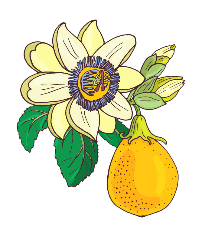 Ilustración maracuyá