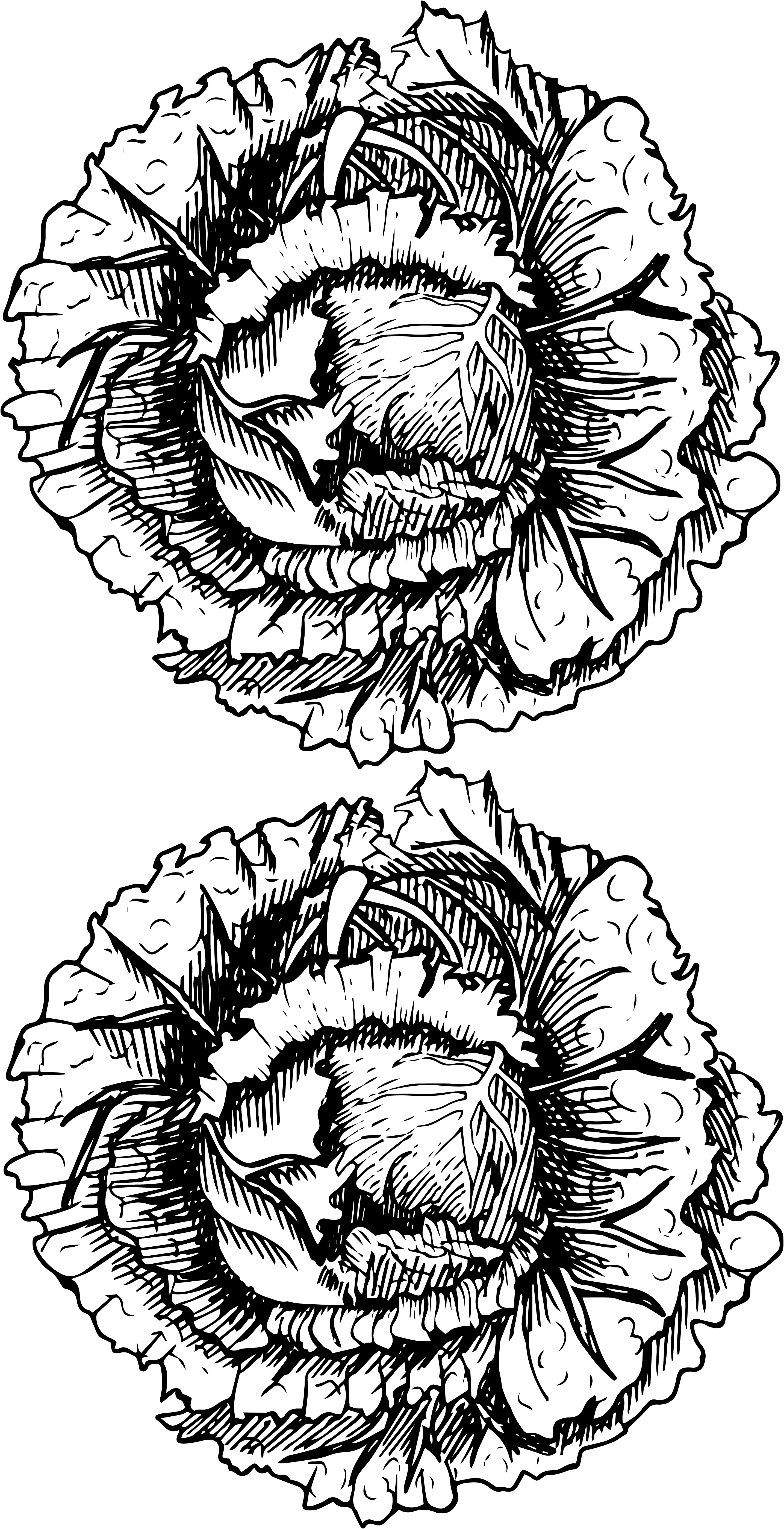 lechuga silueta