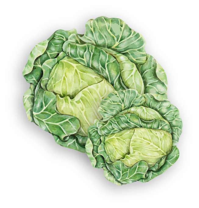 lechuga