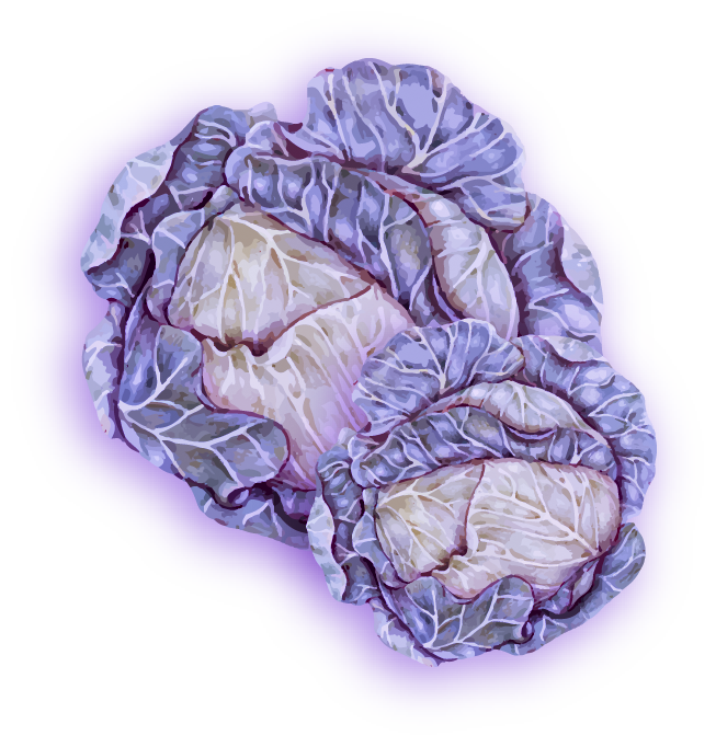 lechuga