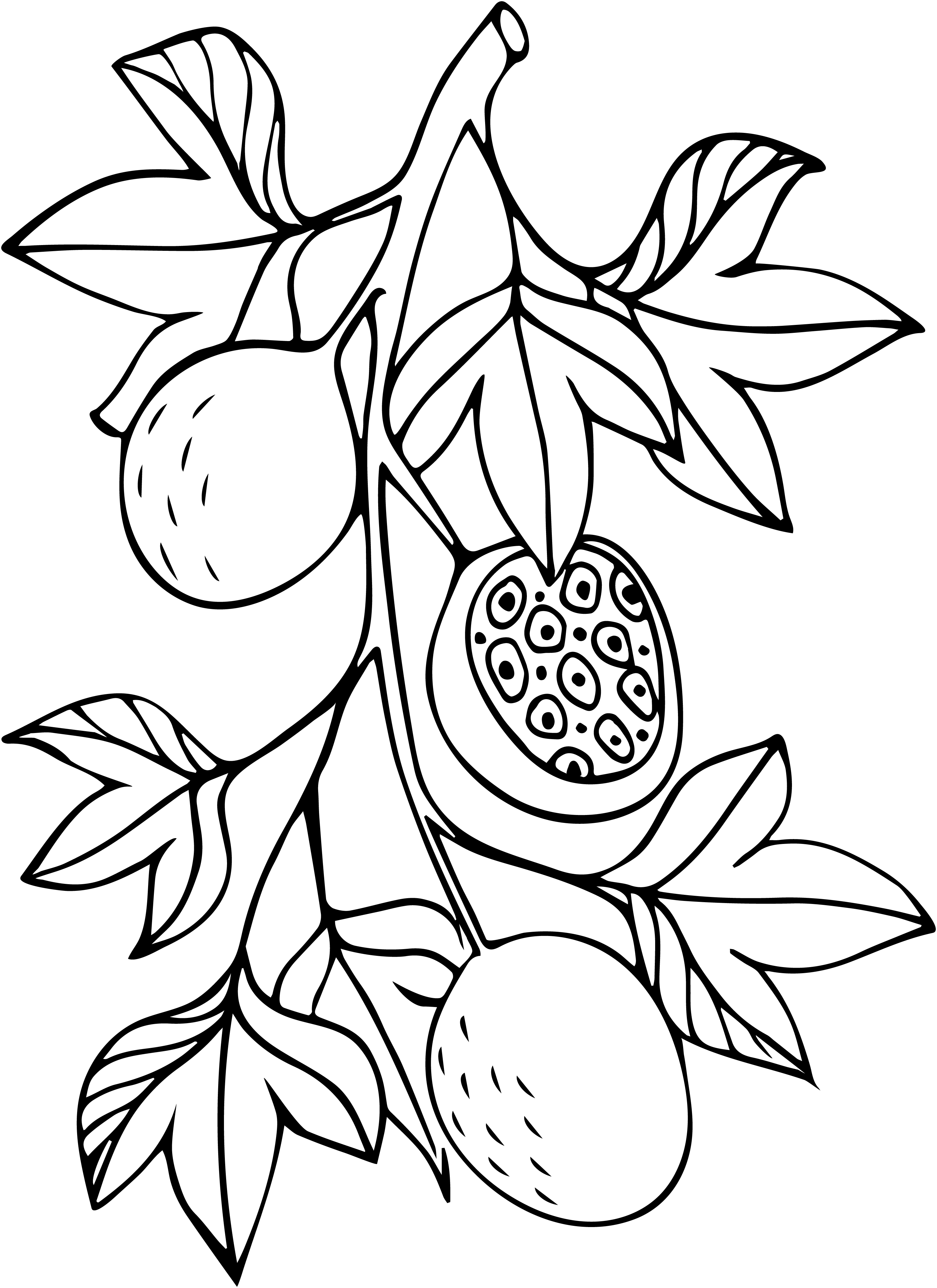 Fondo Maracuya