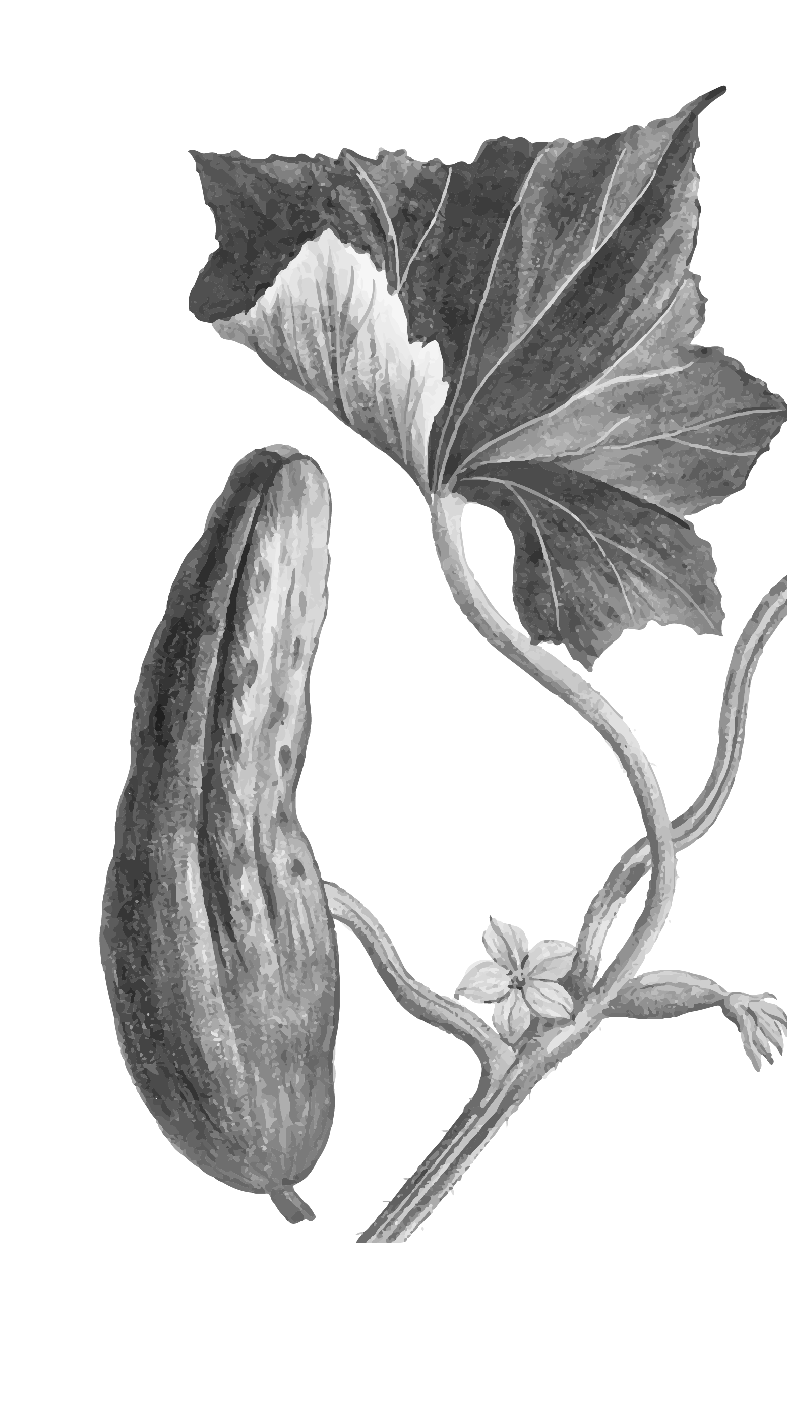 mata de pepino-silueta