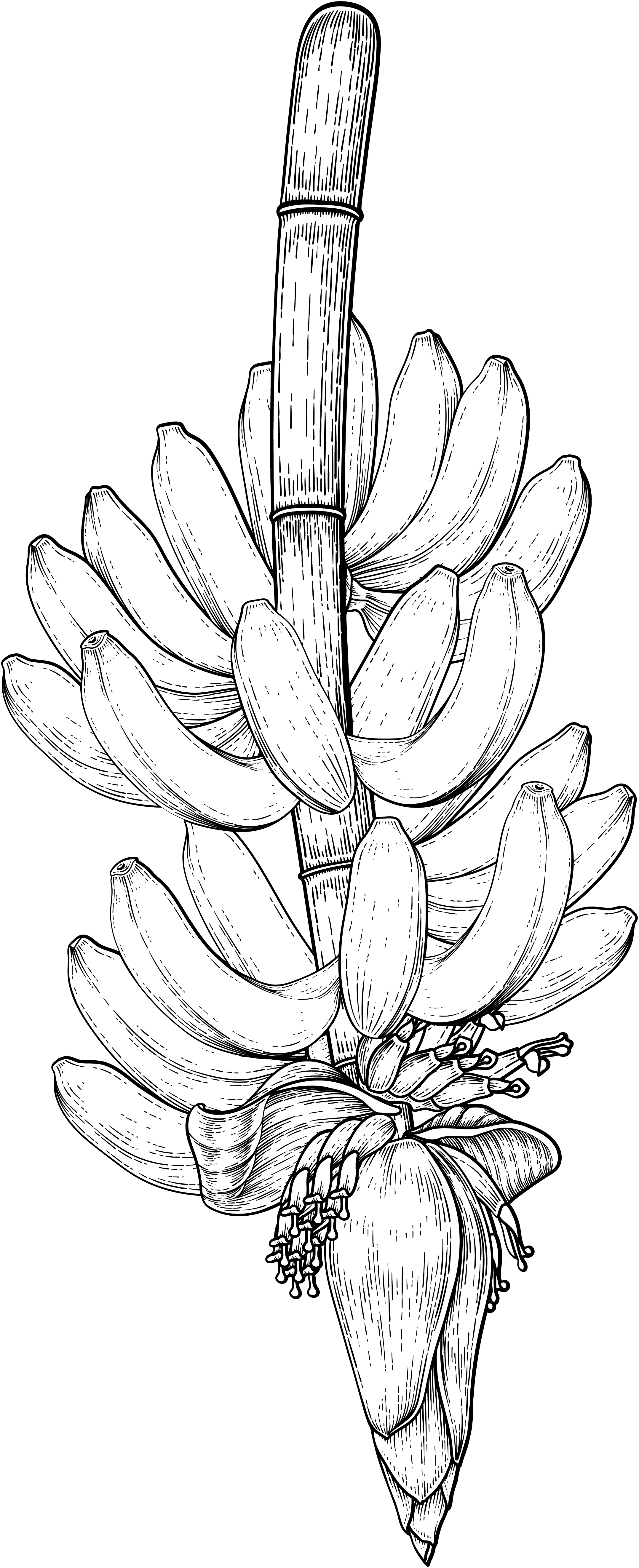 platano fondo