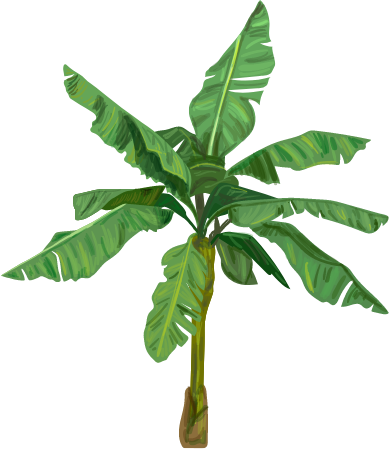platano