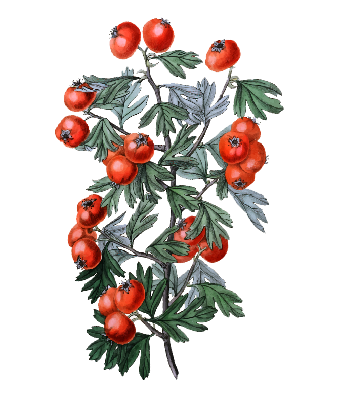ilus tomate