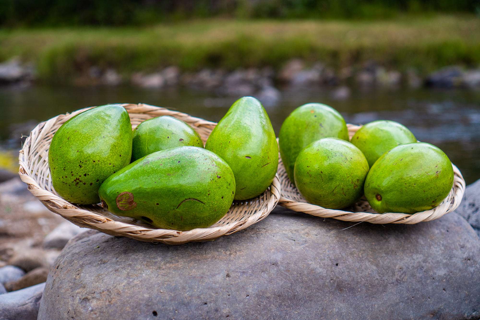 aguacate12