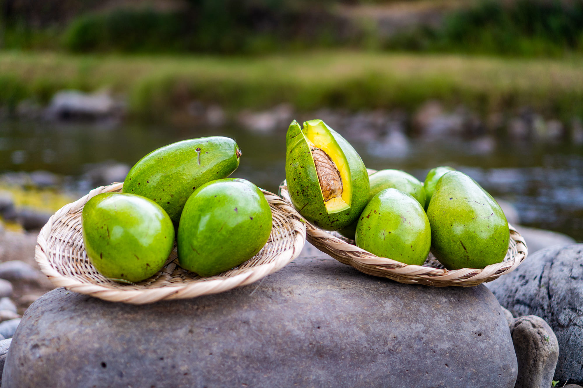 aguacate1