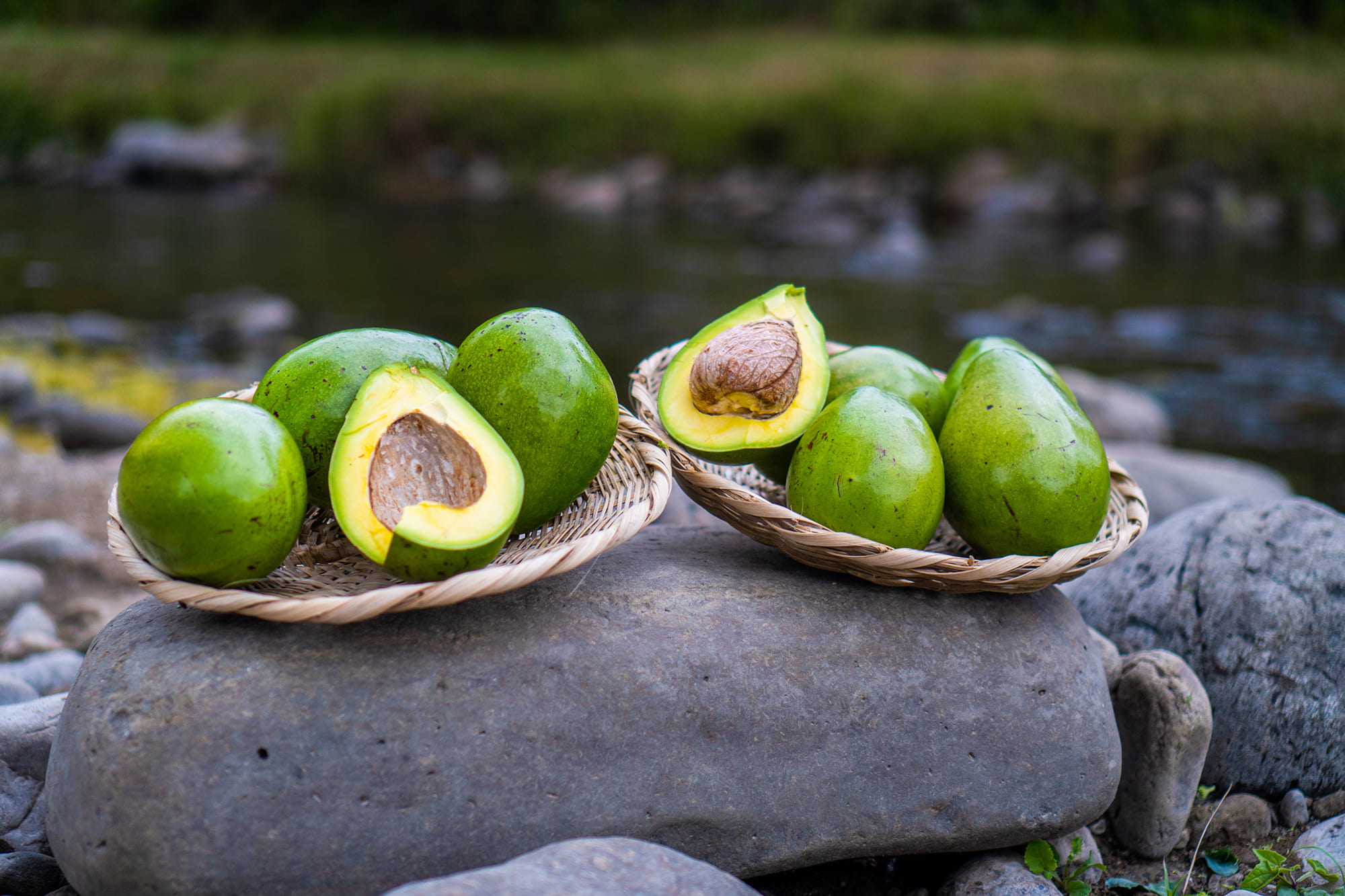 aguacate1