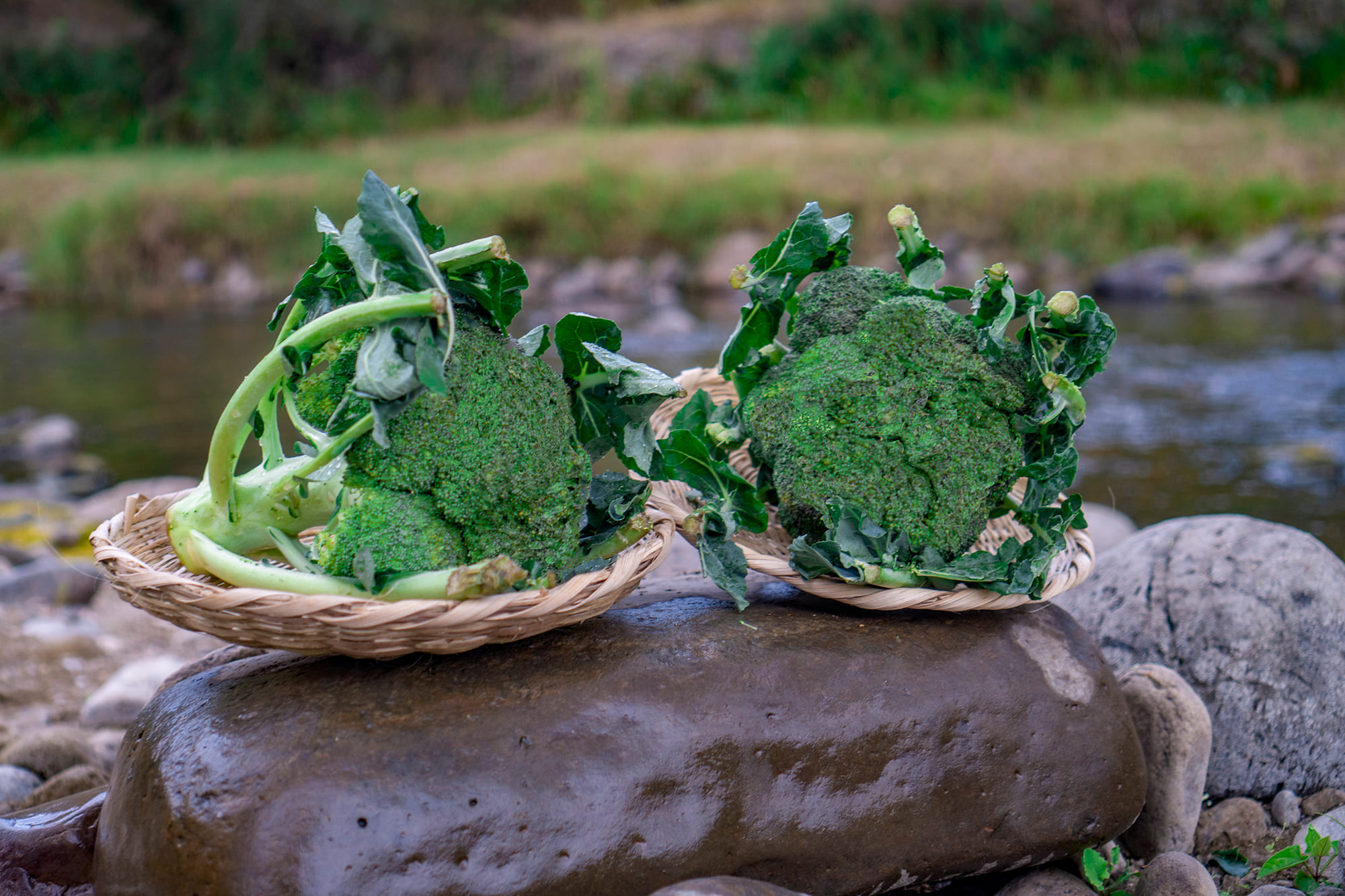 Brocoli