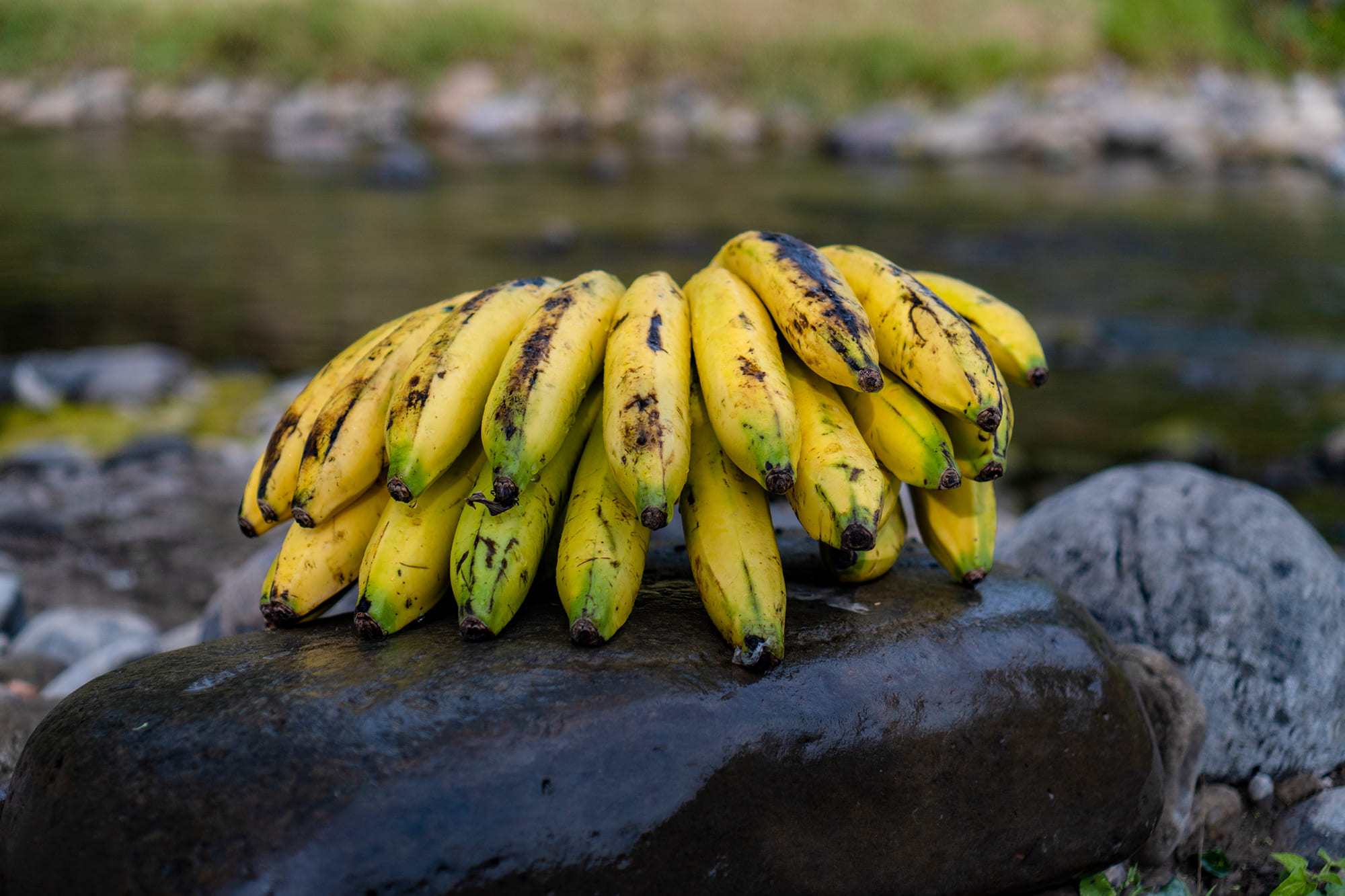 banano