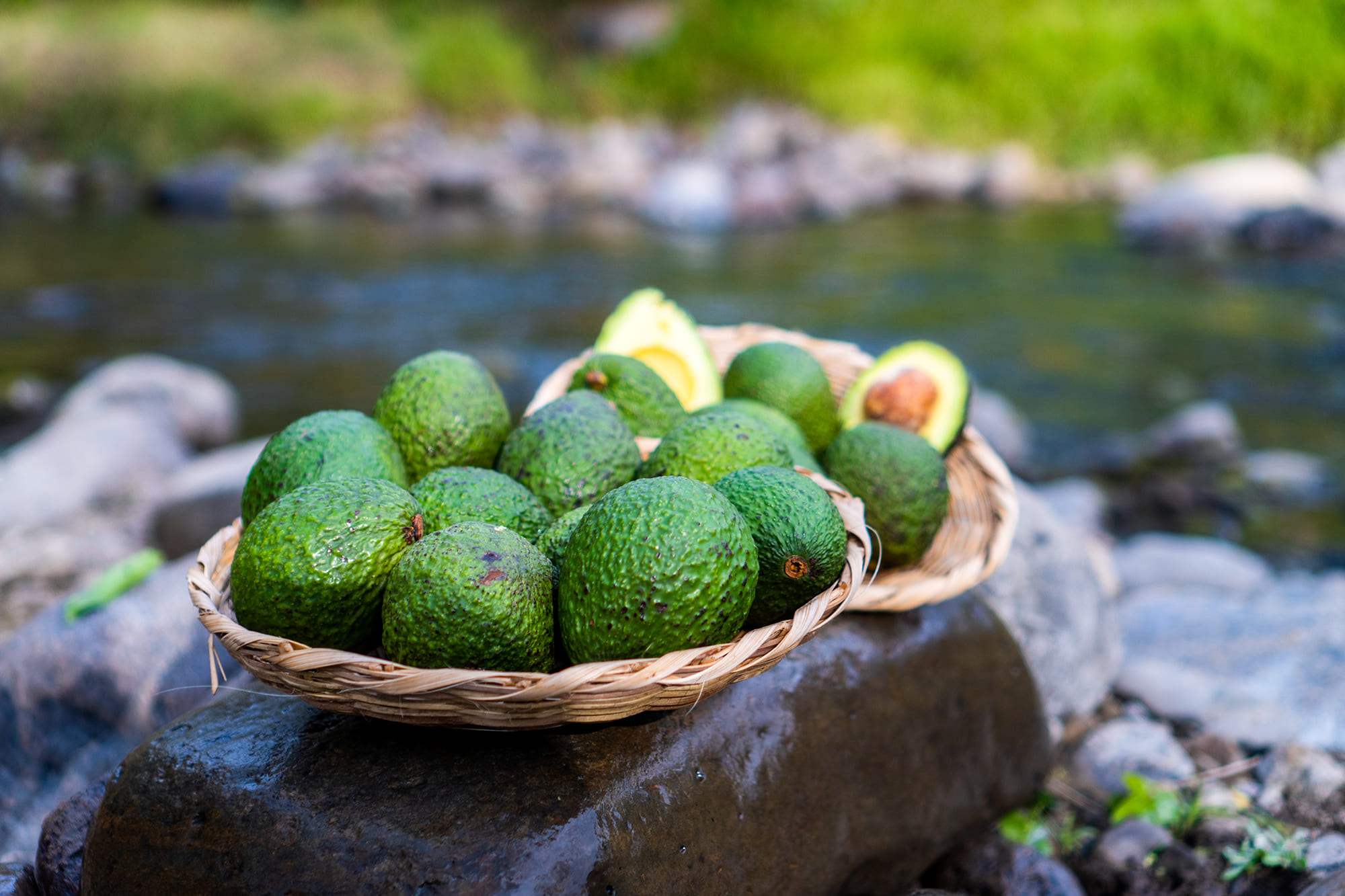 aguacate1
