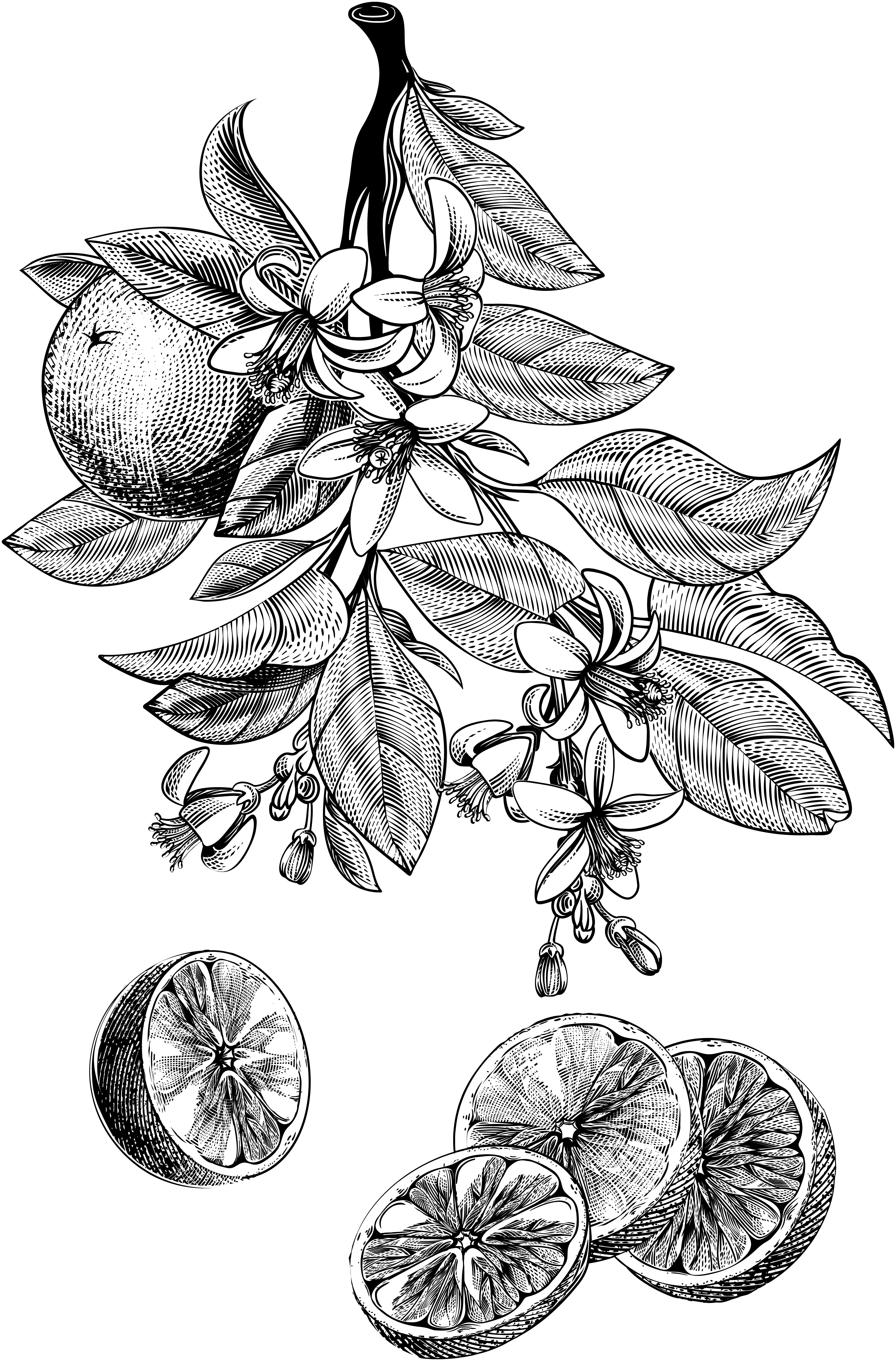 naranja