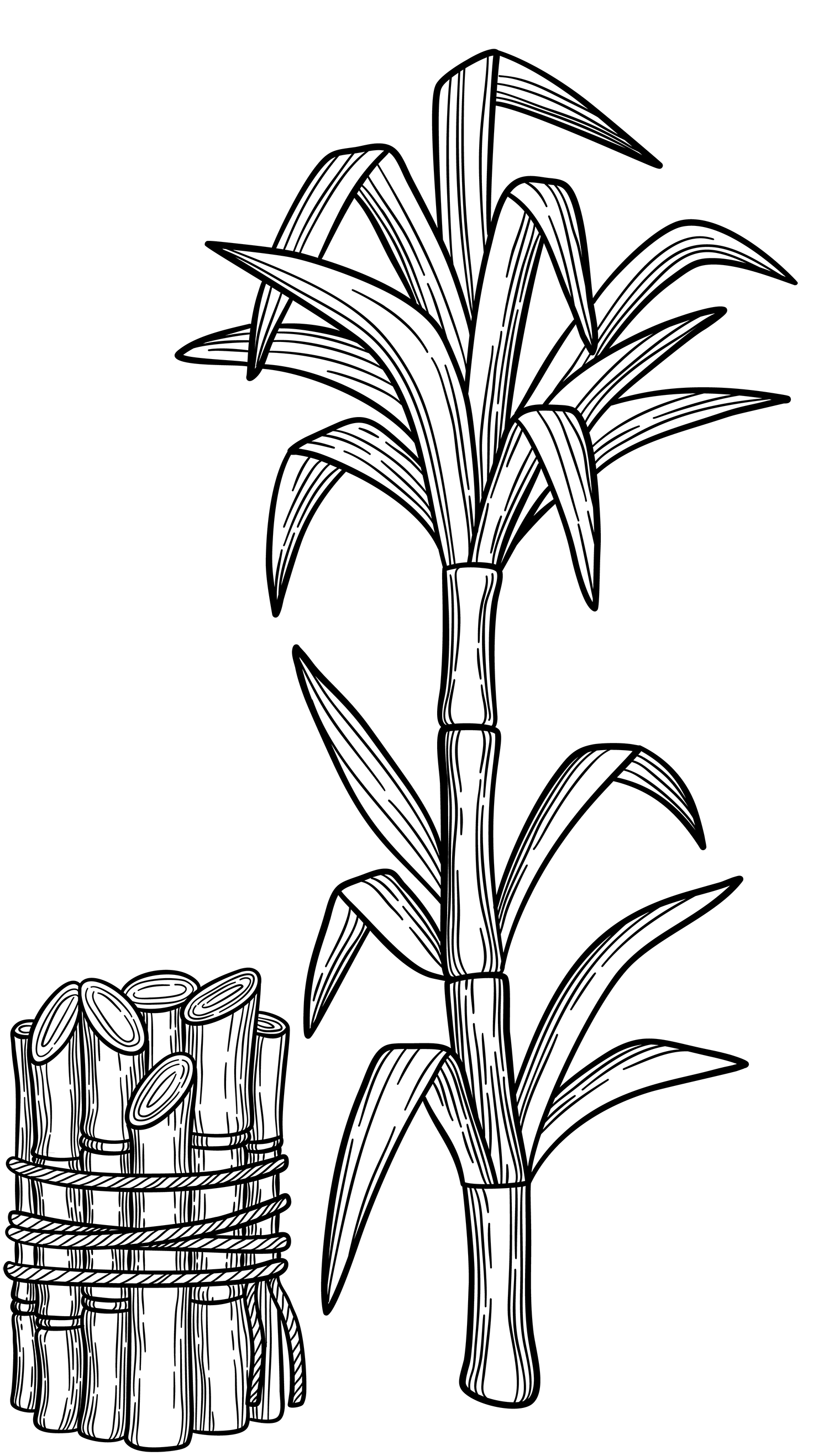 ca