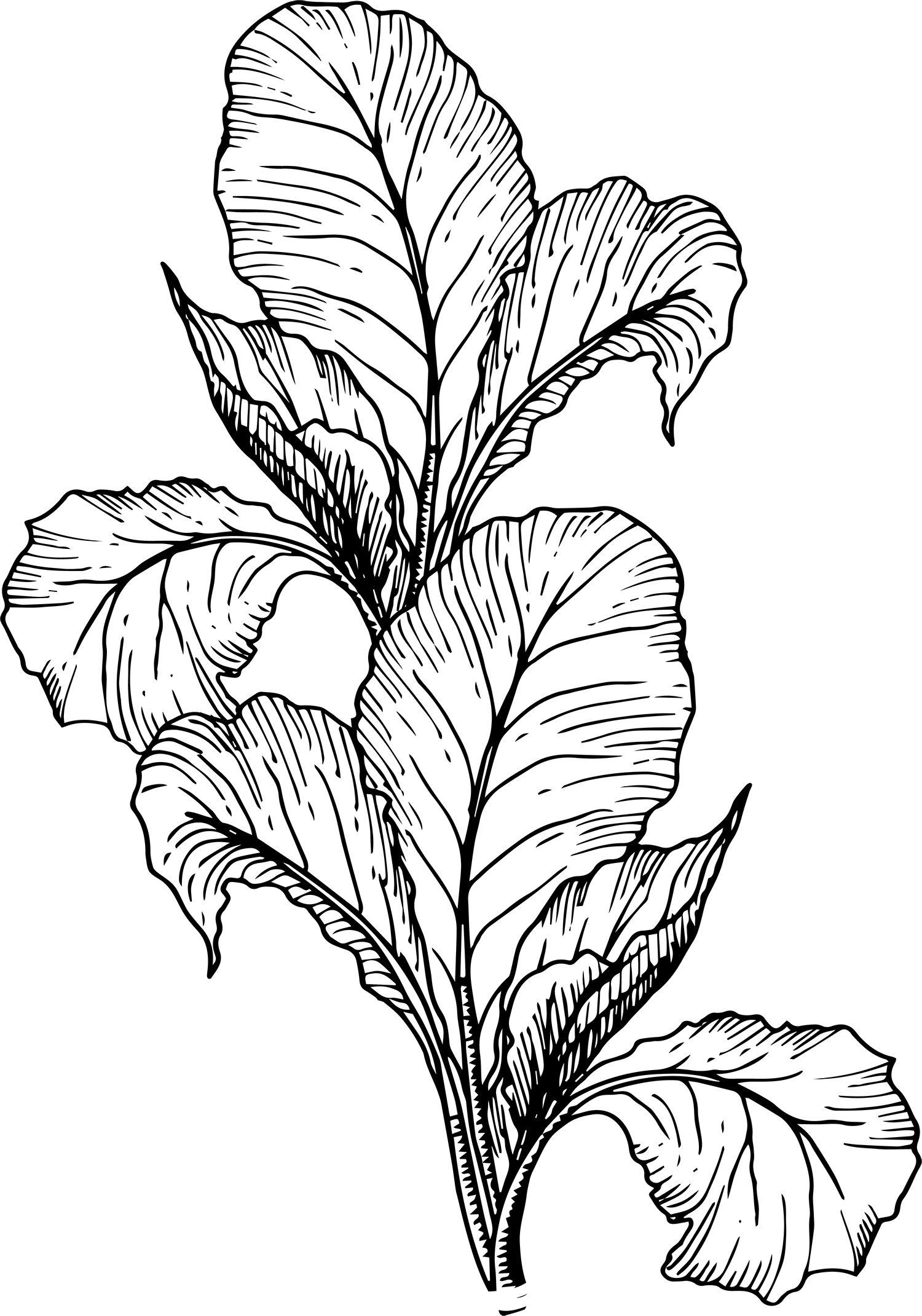 Espinaca solueta