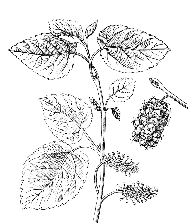 mora