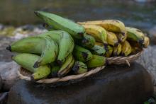 platano